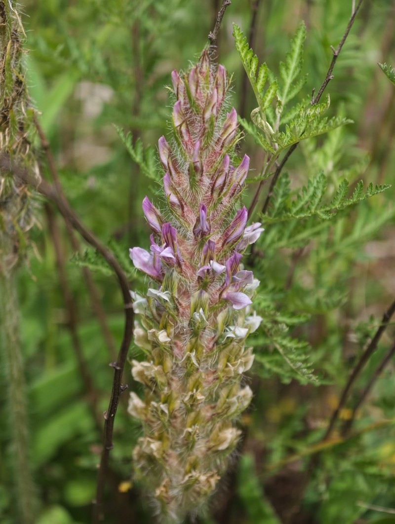 Oxytropis hirta photo 3