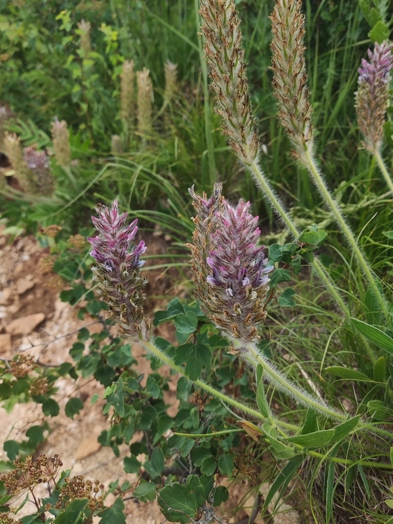 Oxytropis hirta photo 4