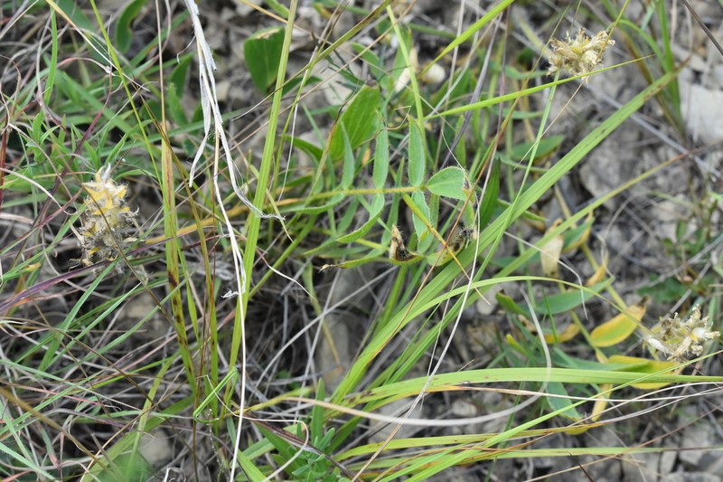 Oxytropis hirta photo 5