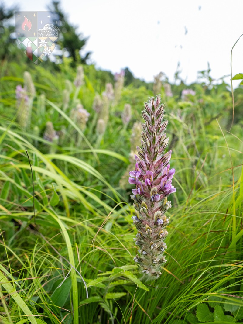 Oxytropis hirta photo 6