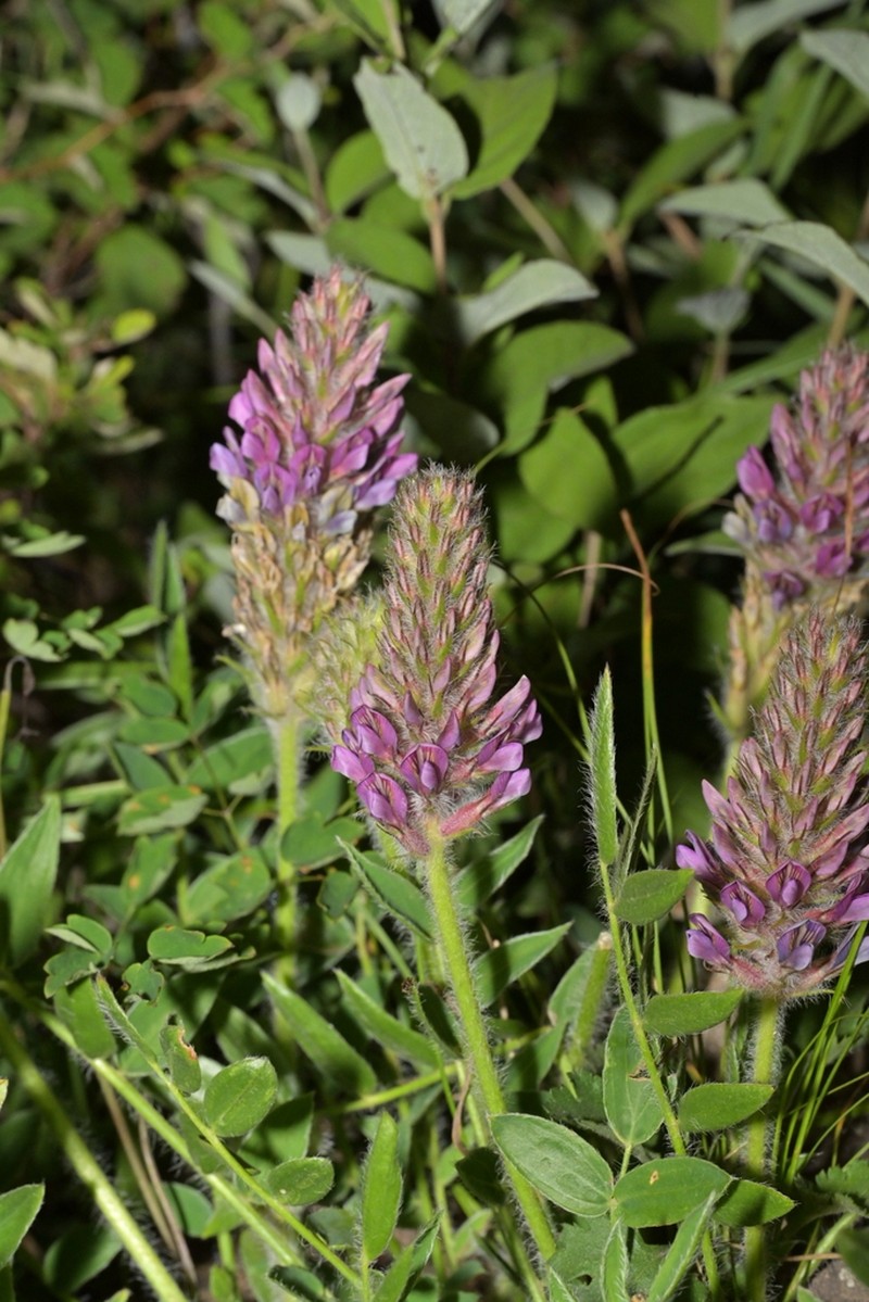 Oxytropis hirta photo 7