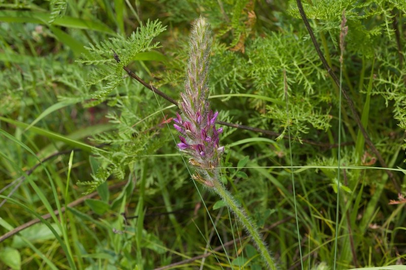 Oxytropis hirta photo 8