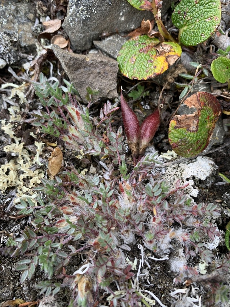 Huddelson's Locoweed
