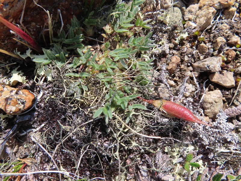 Huddelson's Locoweed photo 2