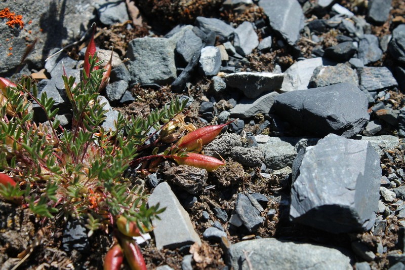Huddelson's Locoweed photo 3