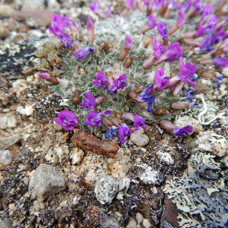 Huddelson's Locoweed photo 4