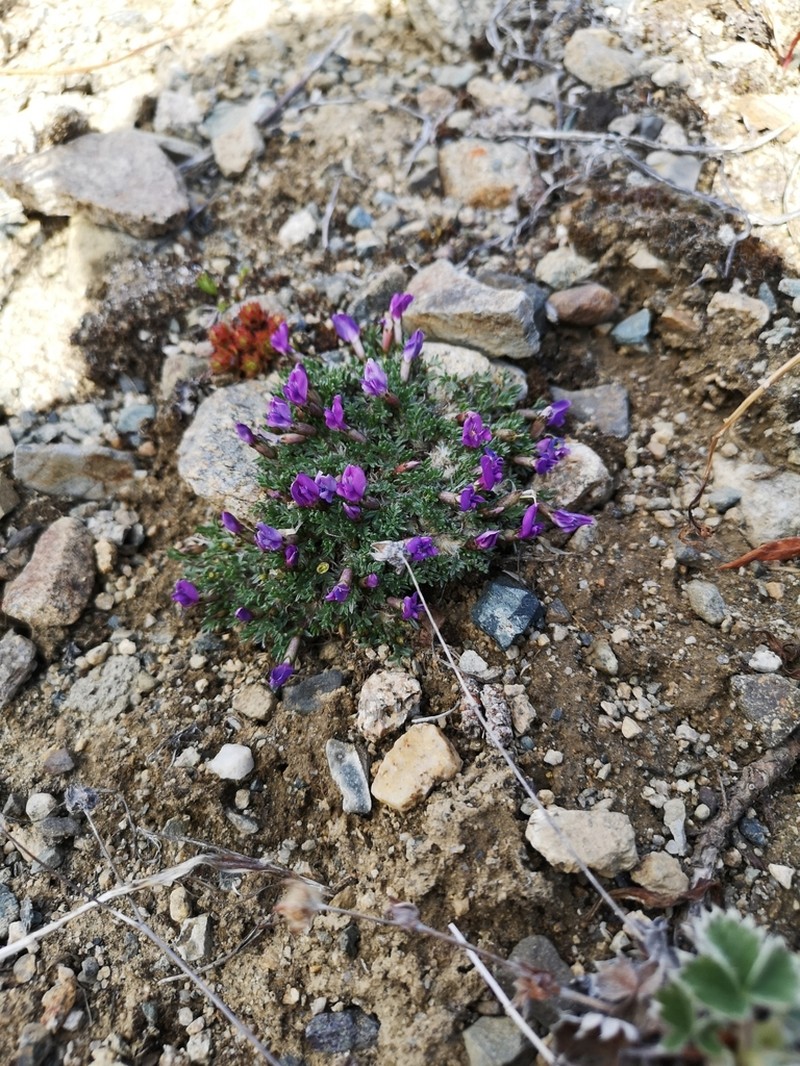 Huddelson's Locoweed photo 5