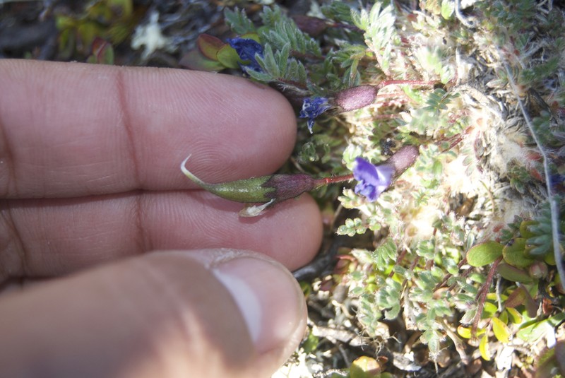 Huddelson's Locoweed photo 6