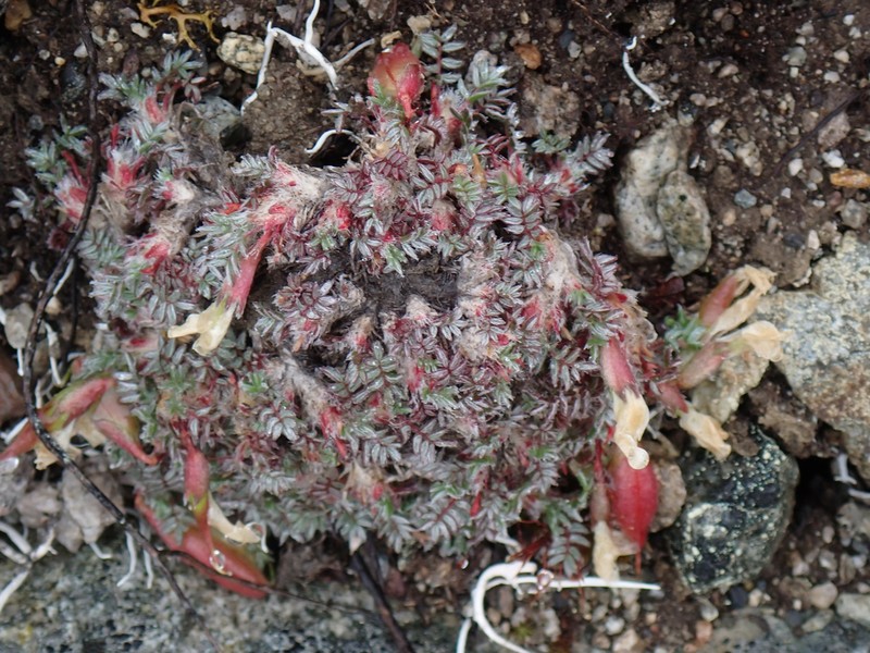 Huddelson's Locoweed photo 7