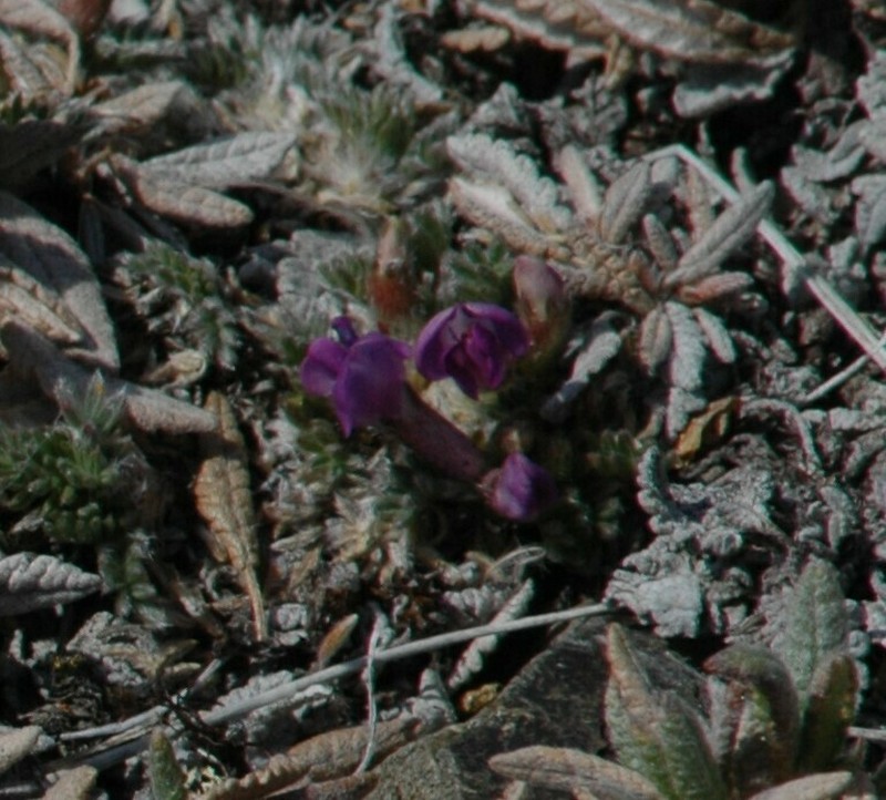 Huddelson's Locoweed photo 8