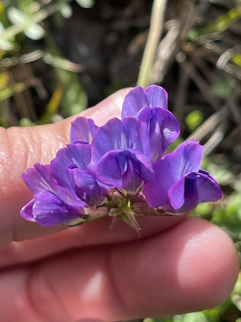 Oxytropis humifusa