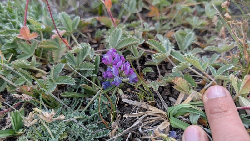 Oxytropis humifusa photo 2
