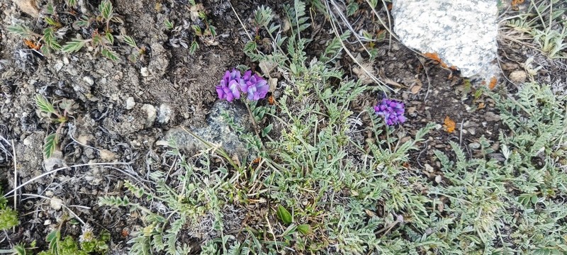 Oxytropis humifusa photo 3