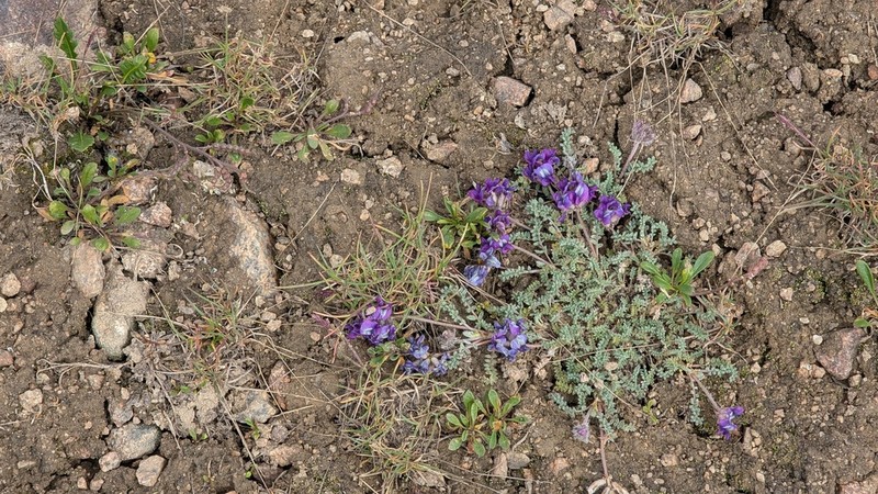 Oxytropis humifusa photo 4