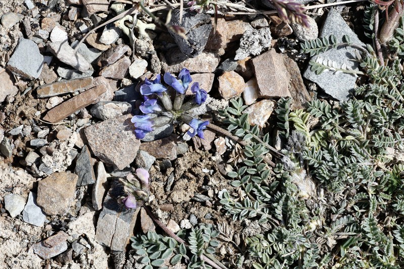 Oxytropis humifusa photo 5