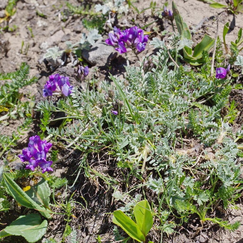 Oxytropis humifusa photo 6