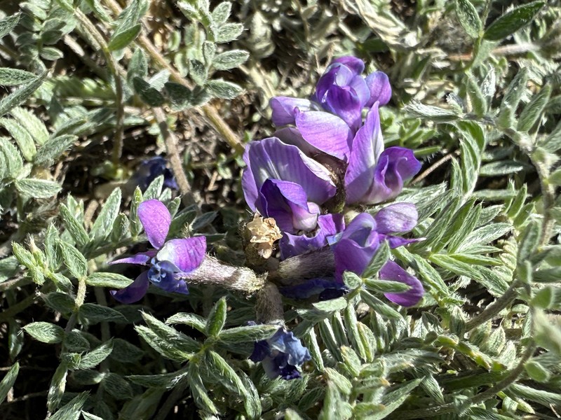 Oxytropis humifusa photo 7