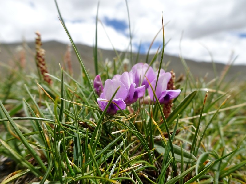 Oxytropis hypoglottoides