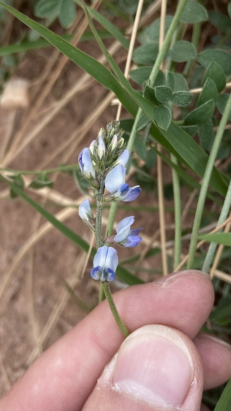 Oxytropis imbricata photo 2