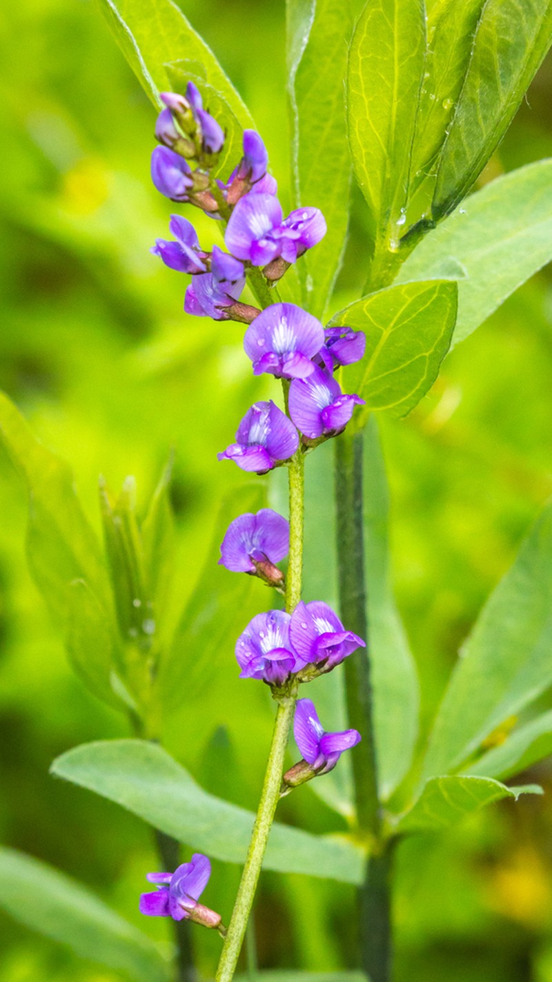 Oxytropis imbricata photo 3