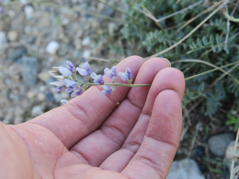 Oxytropis imbricata photo 4