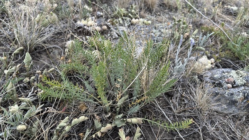 Oxytropis inaria