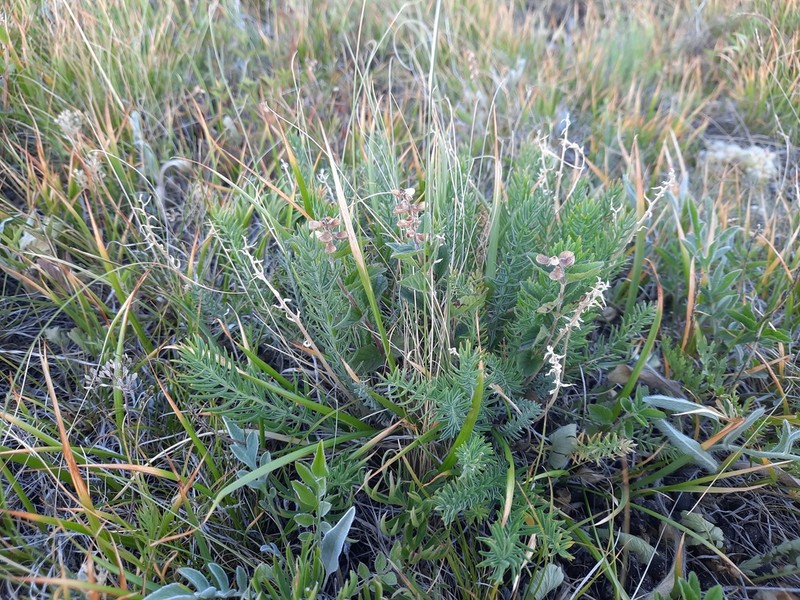 Oxytropis inaria photo 2