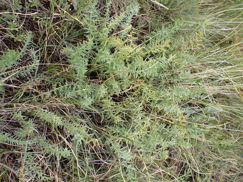 Oxytropis inaria photo 3