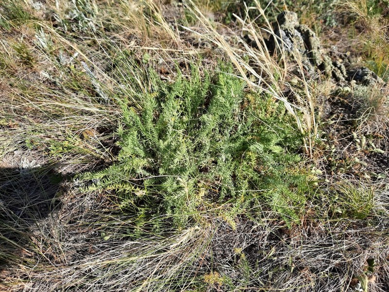 Oxytropis inaria photo 4