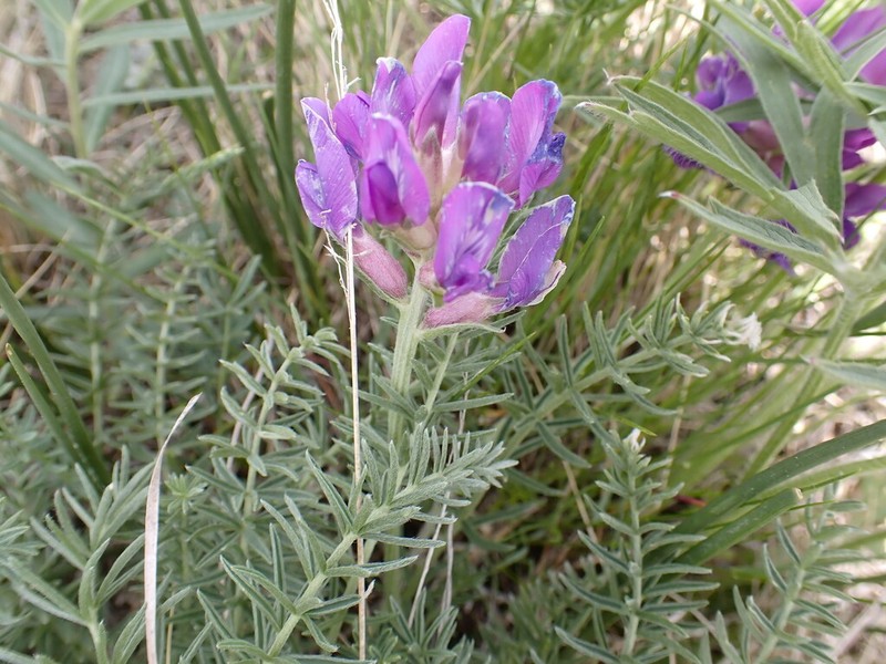 Oxytropis inaria photo 5