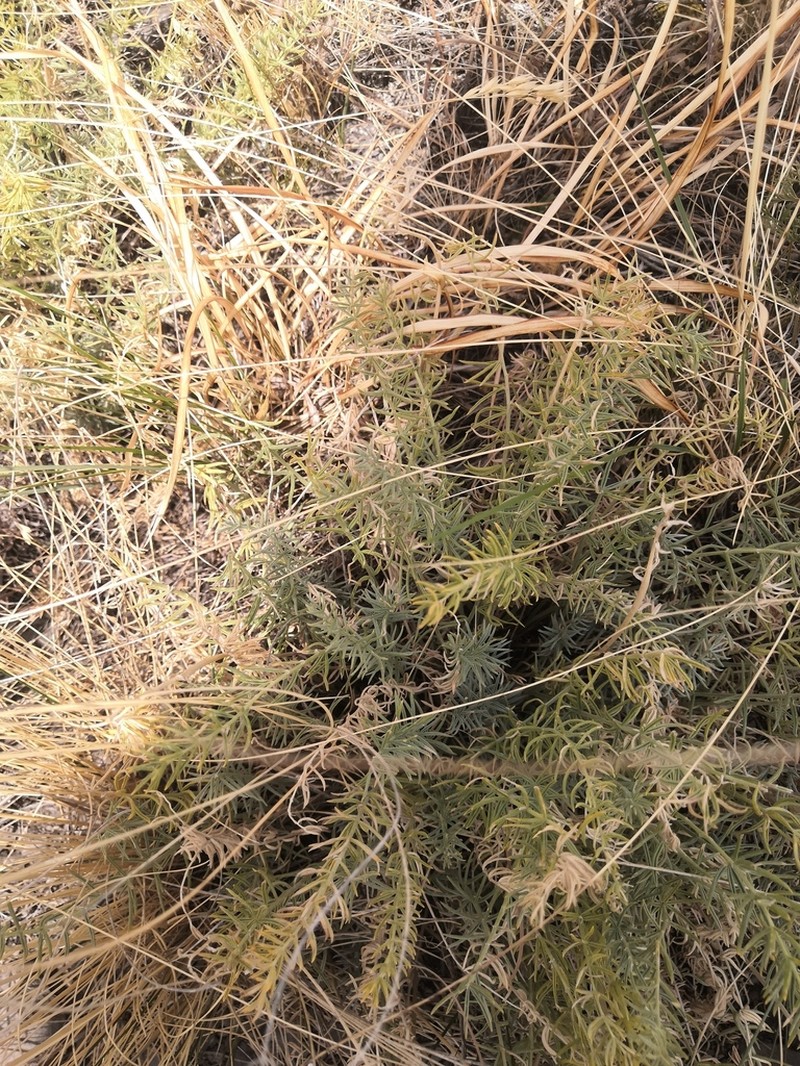 Oxytropis inaria photo 6