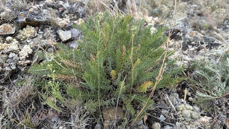 Oxytropis inaria photo 7
