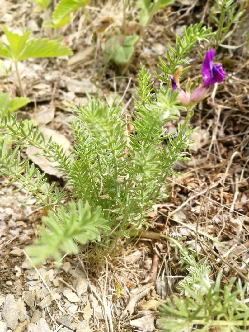 Oxytropis inaria photo 8