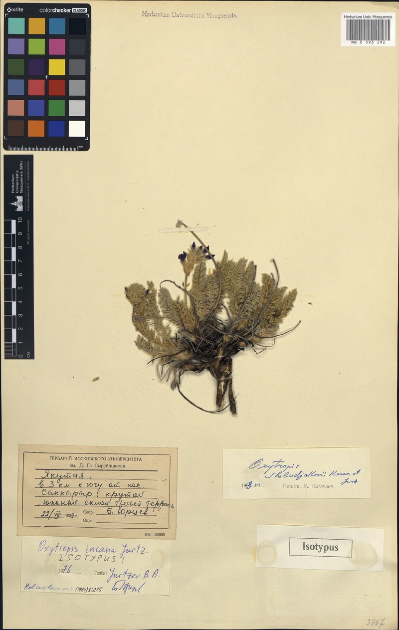 Oxytropis incana