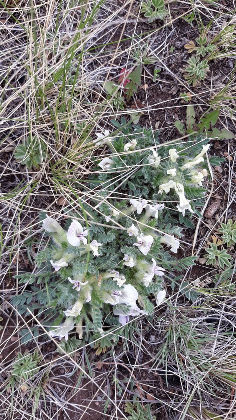 Oxytropis includens photo 3