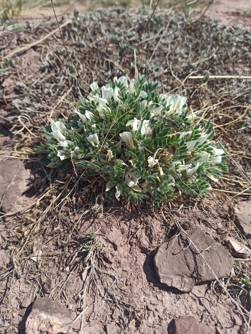 Oxytropis includens photo 4