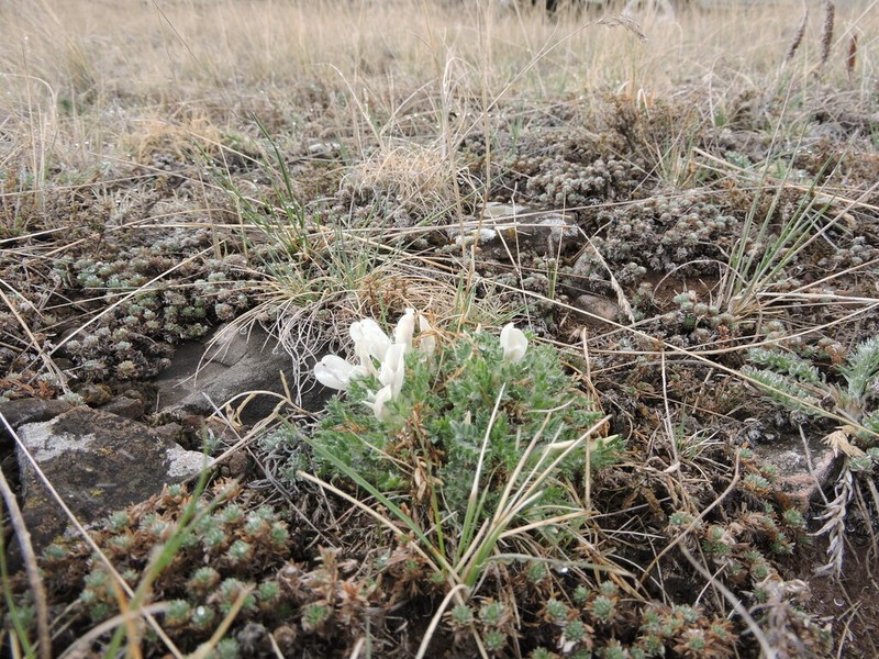Oxytropis includens photo 5
