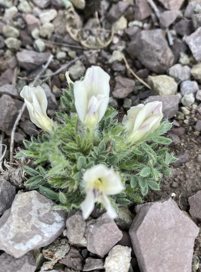 Oxytropis includens photo 6