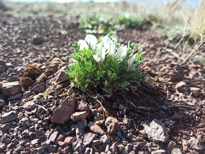 Oxytropis includens photo 7