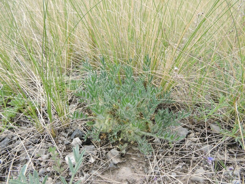 Oxytropis includens photo 8