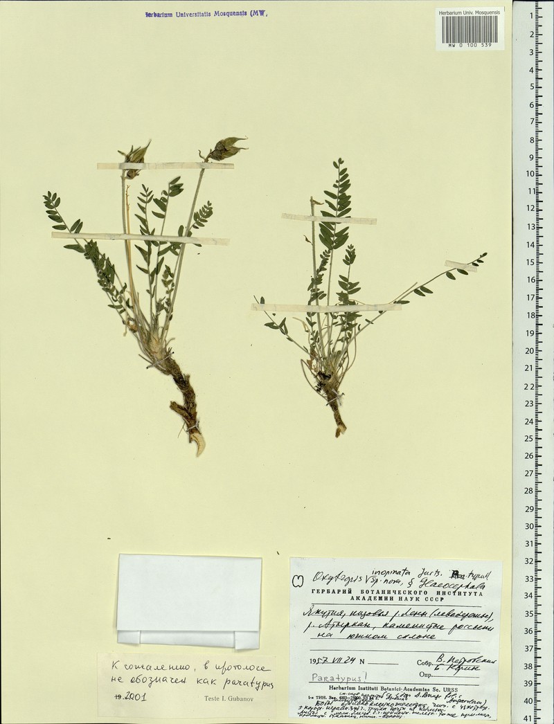 Oxytropis inopinata