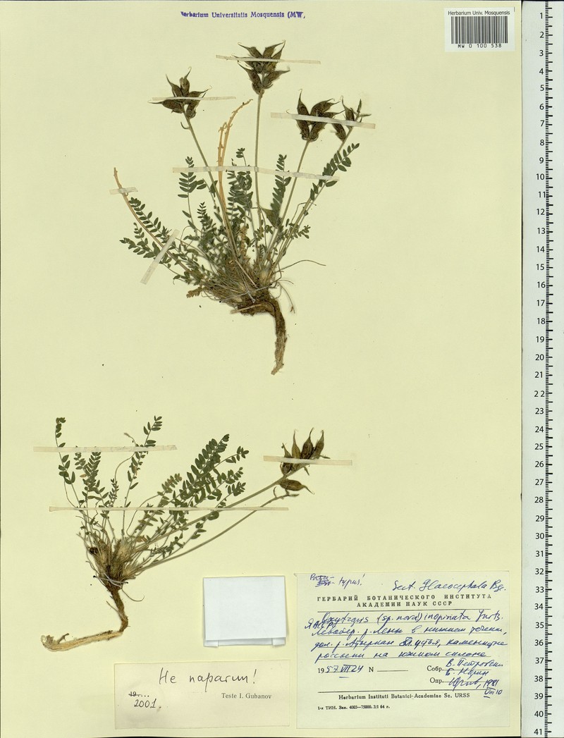 Oxytropis inopinata photo 2