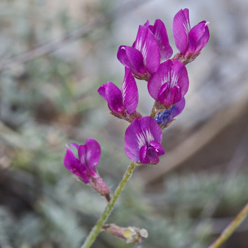 Oxytropis integripetala