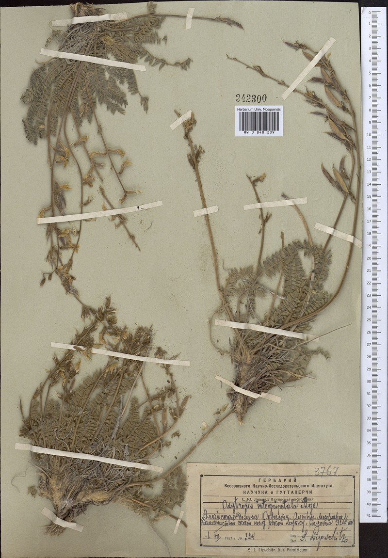 Oxytropis integripetala photo 2