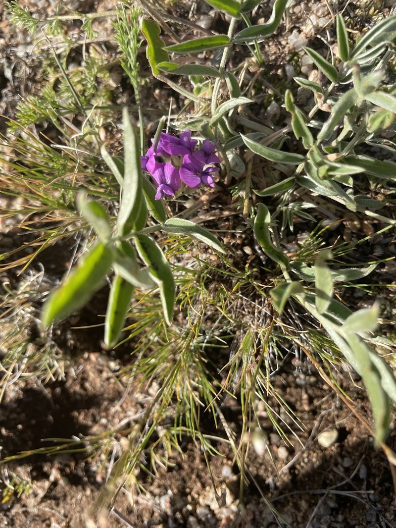 Oxytropis intermedia