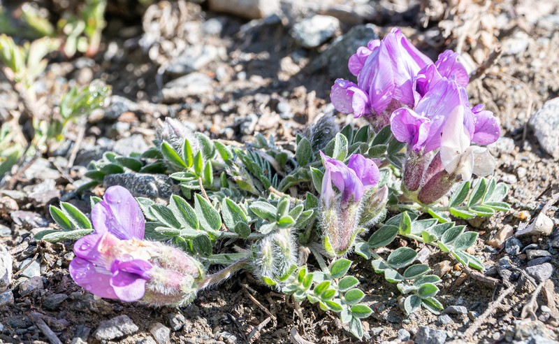 Oxytropis intermedia photo 2