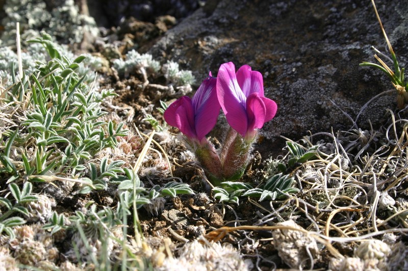 Oxytropis intermedia photo 3