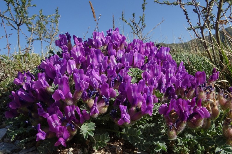 Oxytropis intermedia photo 4