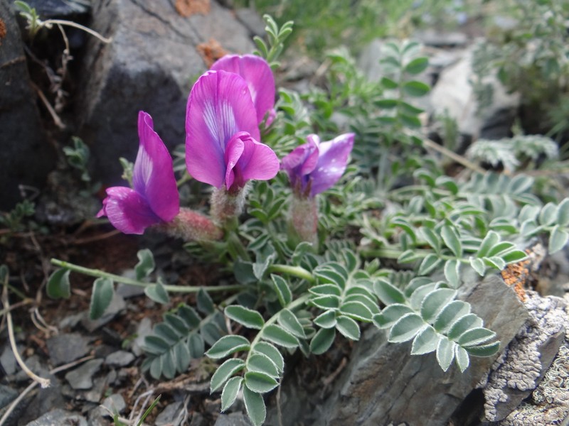 Oxytropis intermedia photo 5