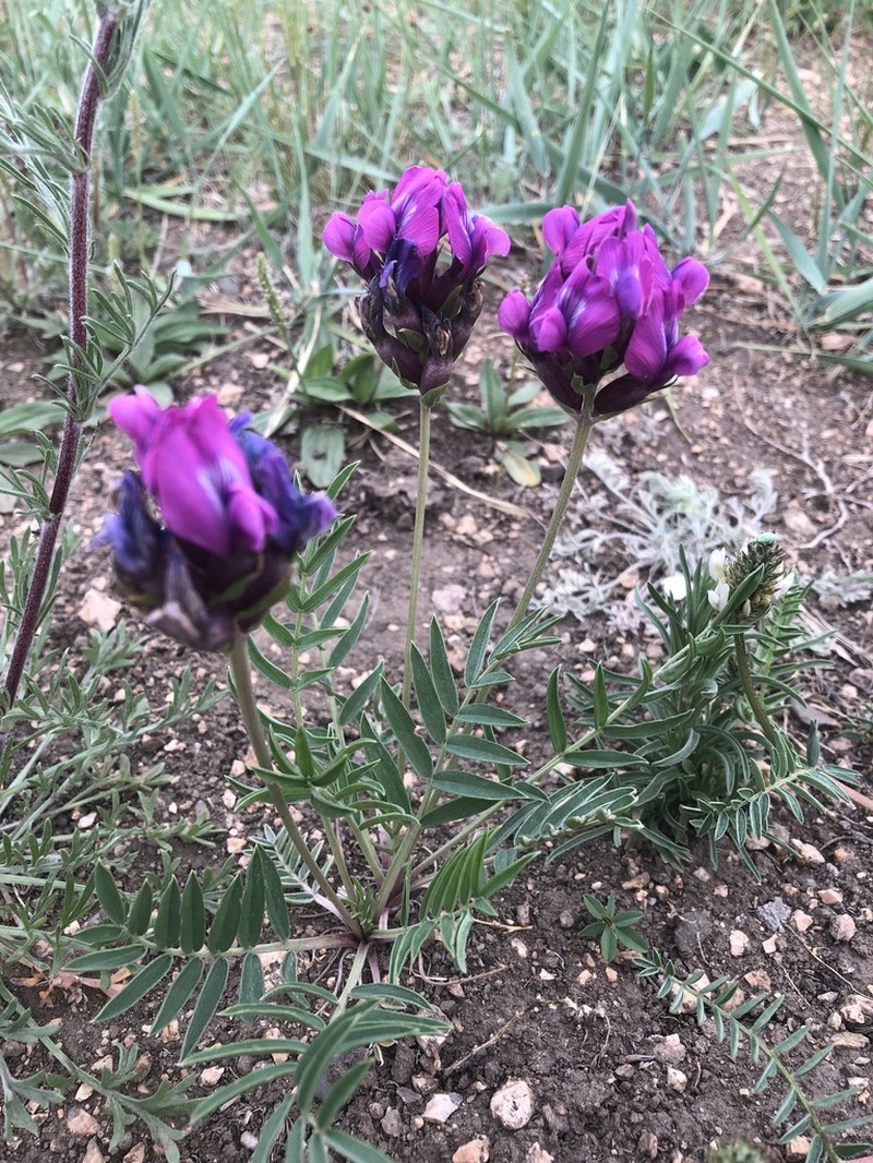 Oxytropis intermedia photo 6